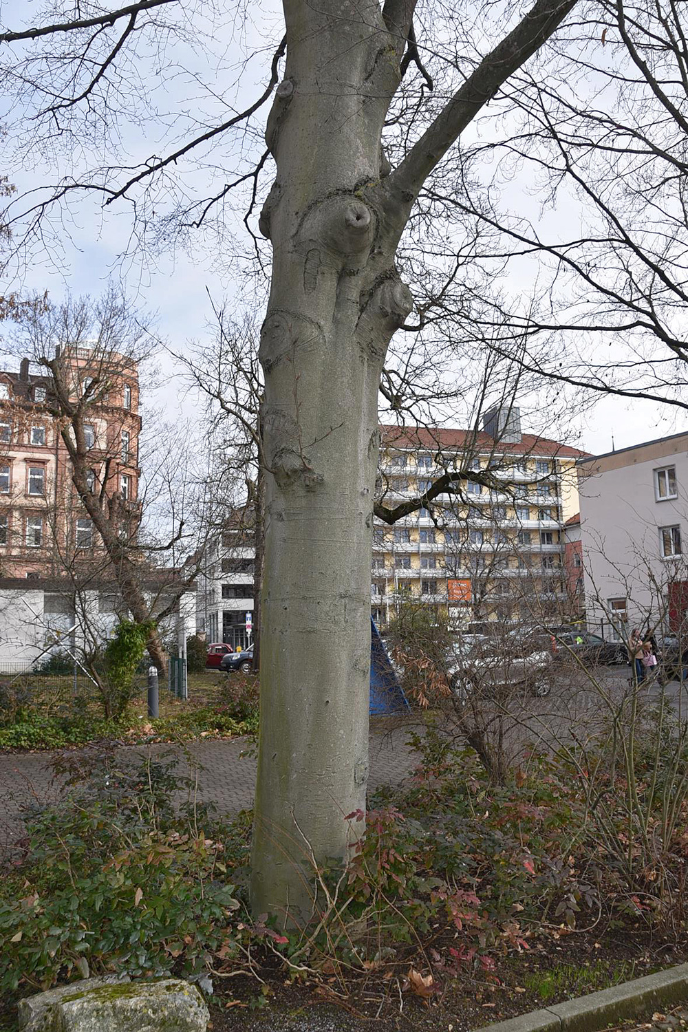 Fagus orientalis - Würzburg - Jan. 2025