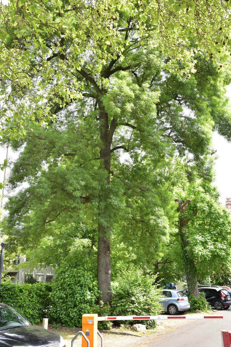 angustifolia Fraxinus