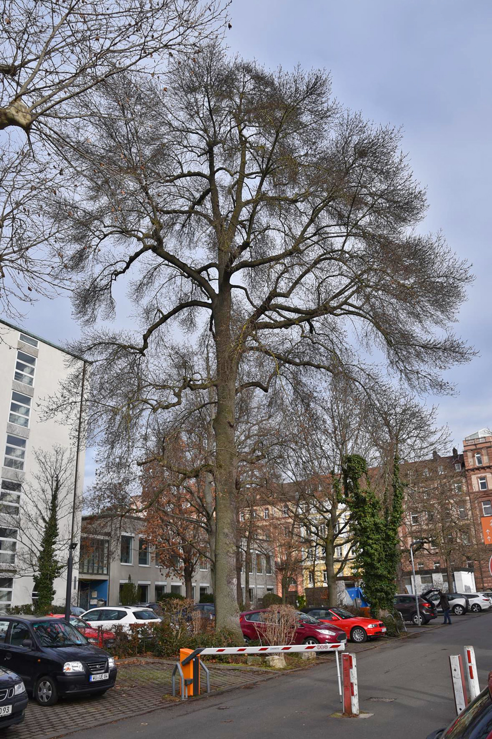 Fraxinus angustifolia - Würzburg - Jan. 2025