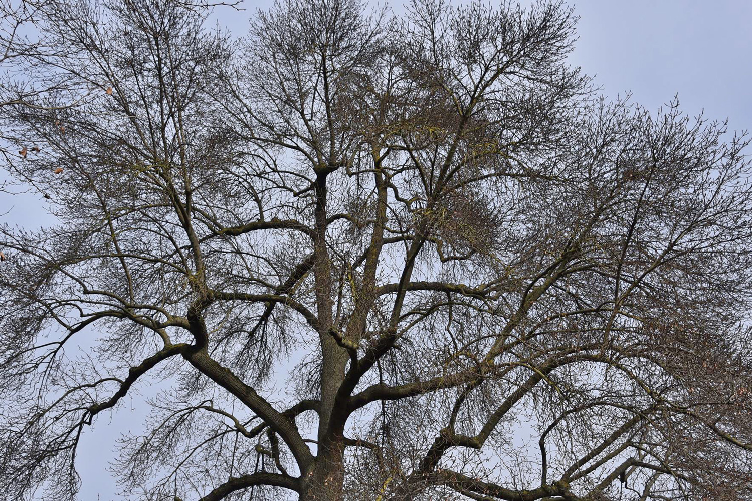 Fraxinus angustifolia - Würzburg - Jan. 2025