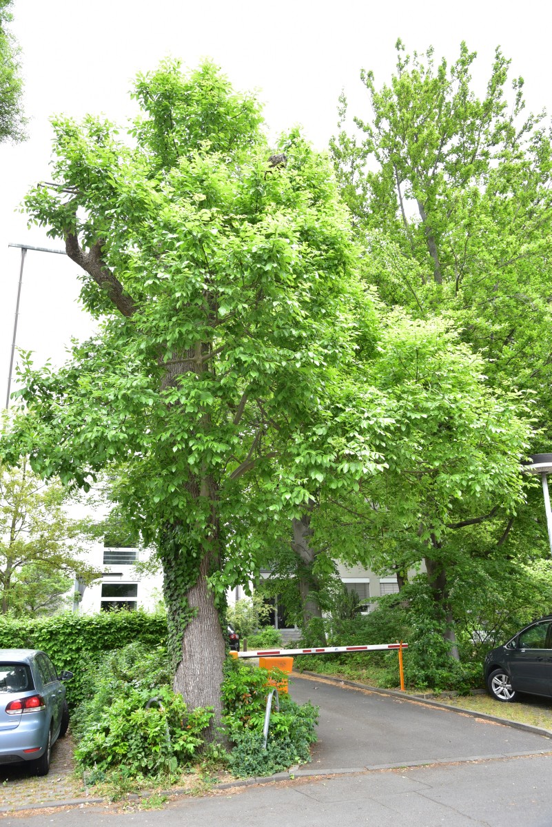 americana Fraxinus