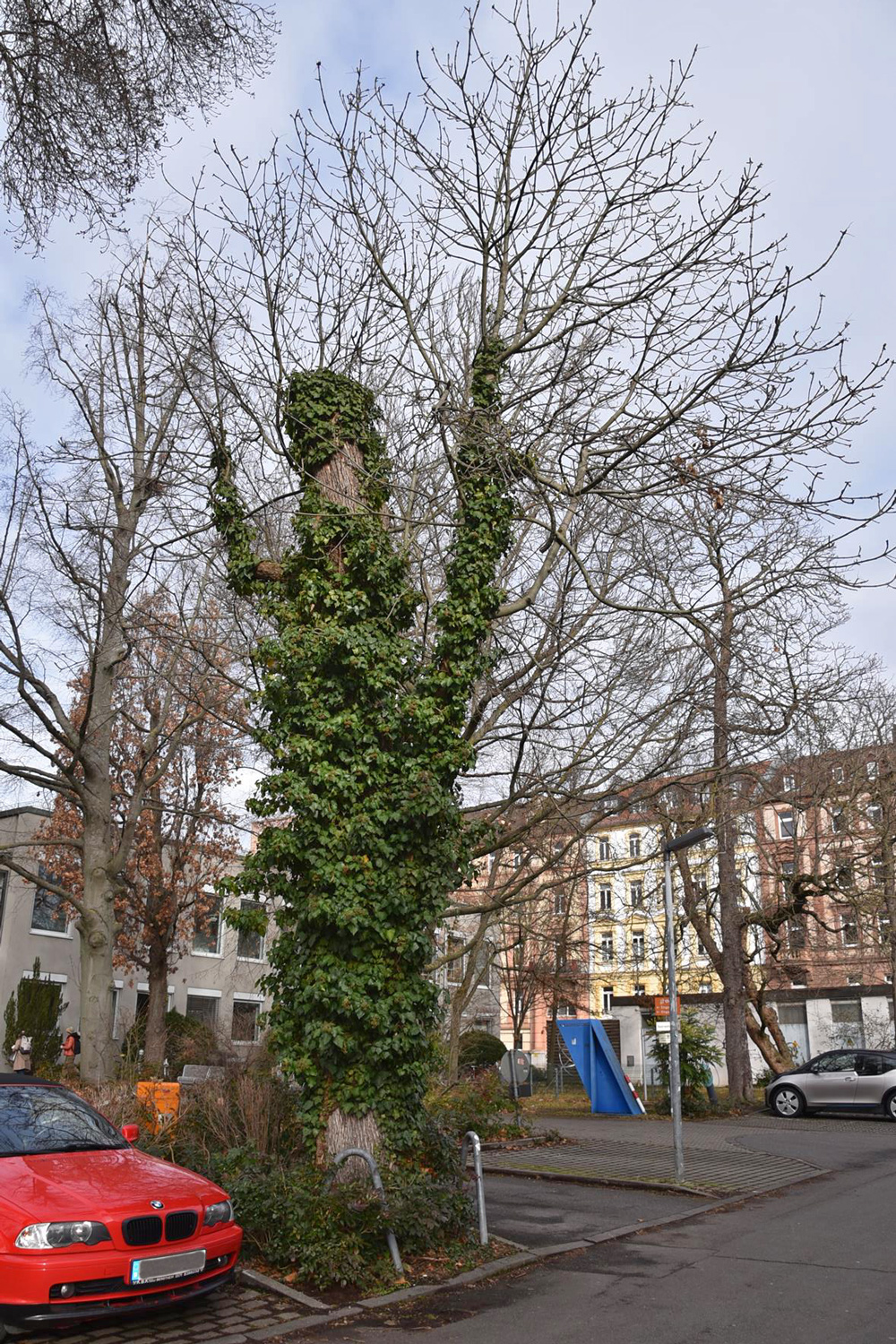 Fraxinus americana - Würzburg - Jan. 2025