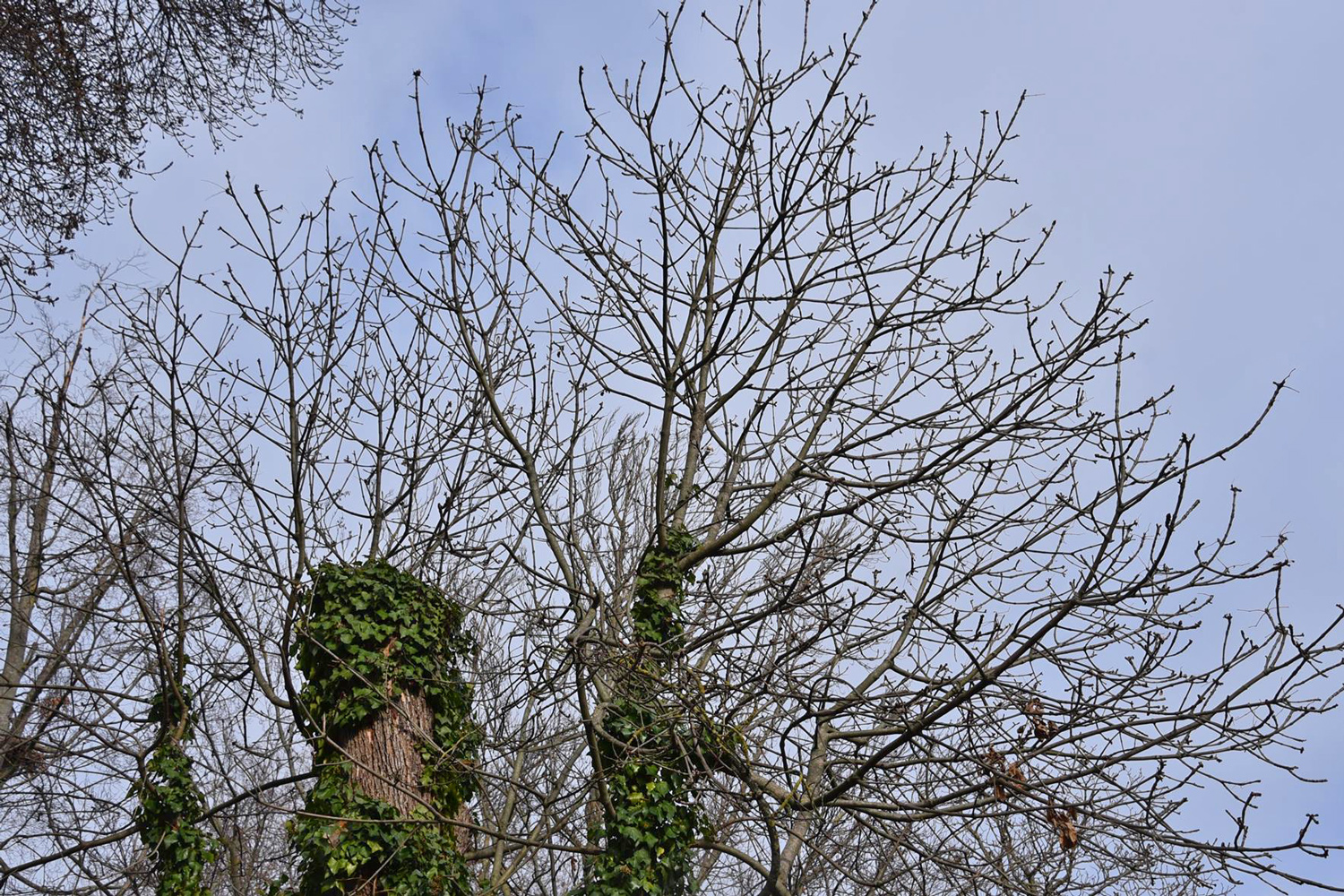 Fraxinus americana - Würzburg - Jan. 2025