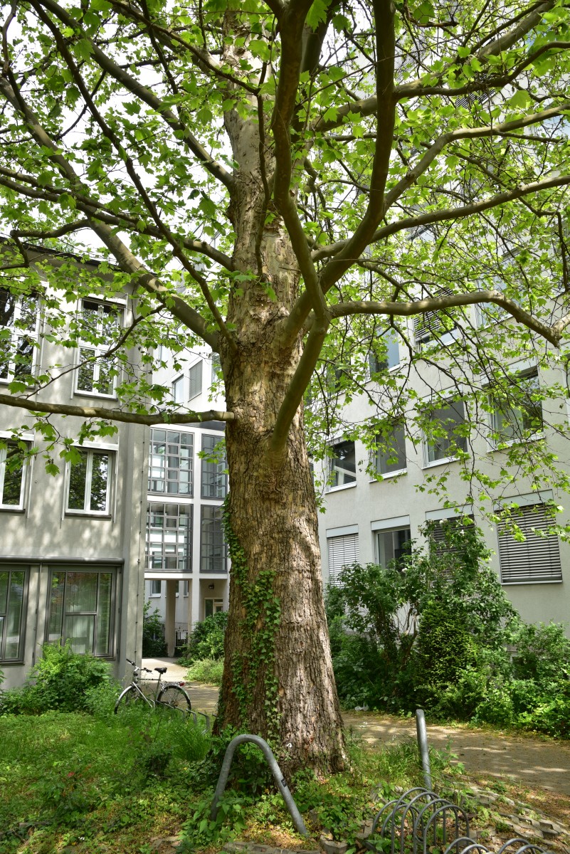 orientalis Platanus