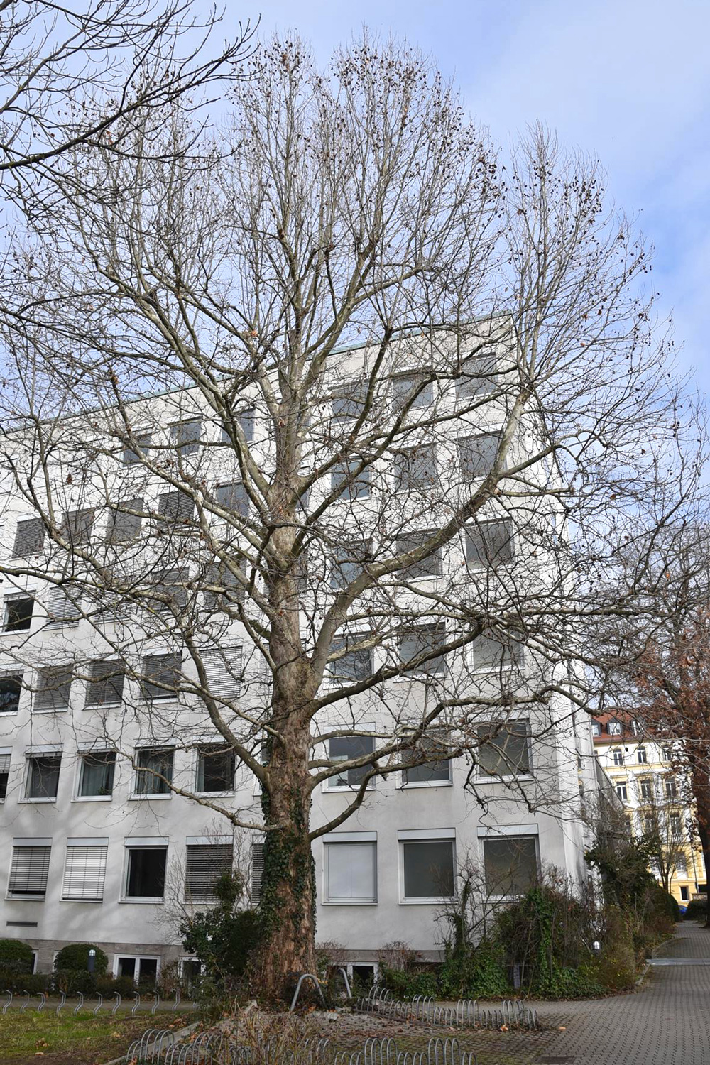 Platanus orientalis - Würzburg - Jan. 2025