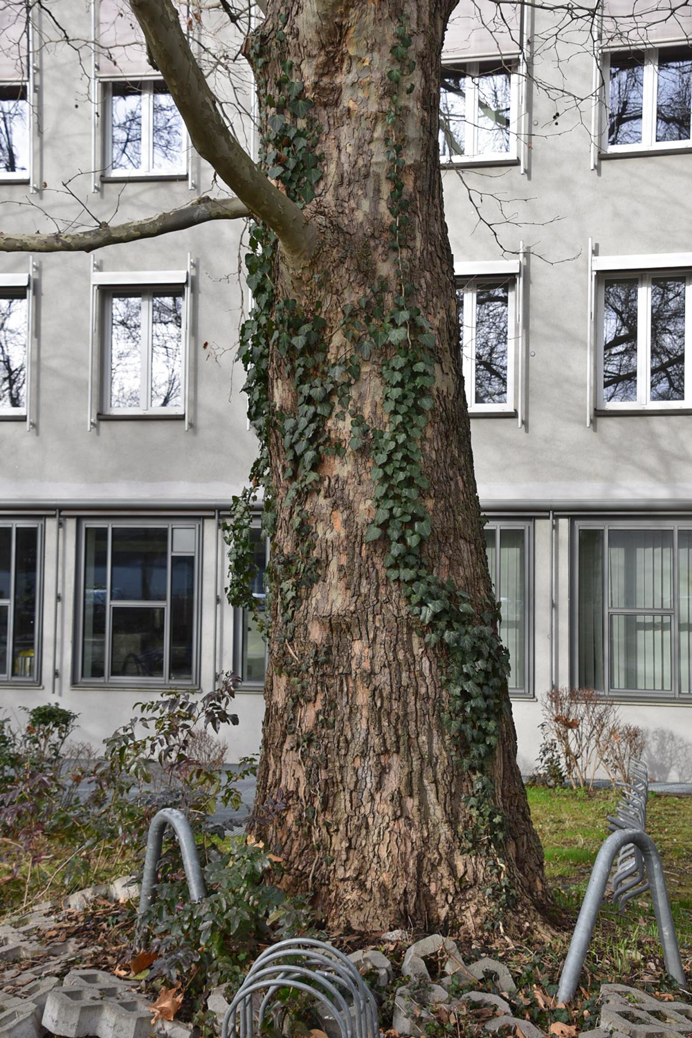 Platanus orientalis - Würzburg - Jan. 2025