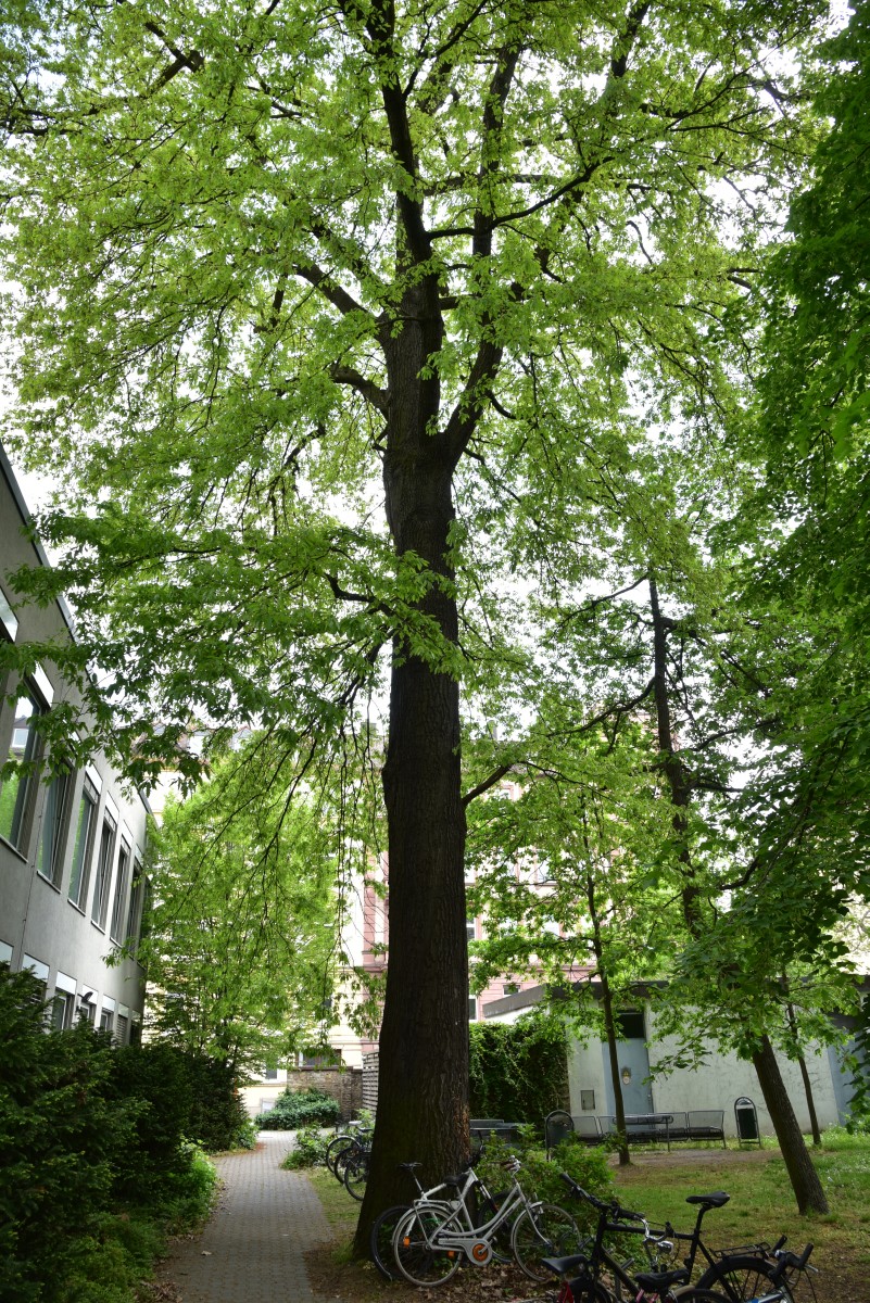 cerris Quercus