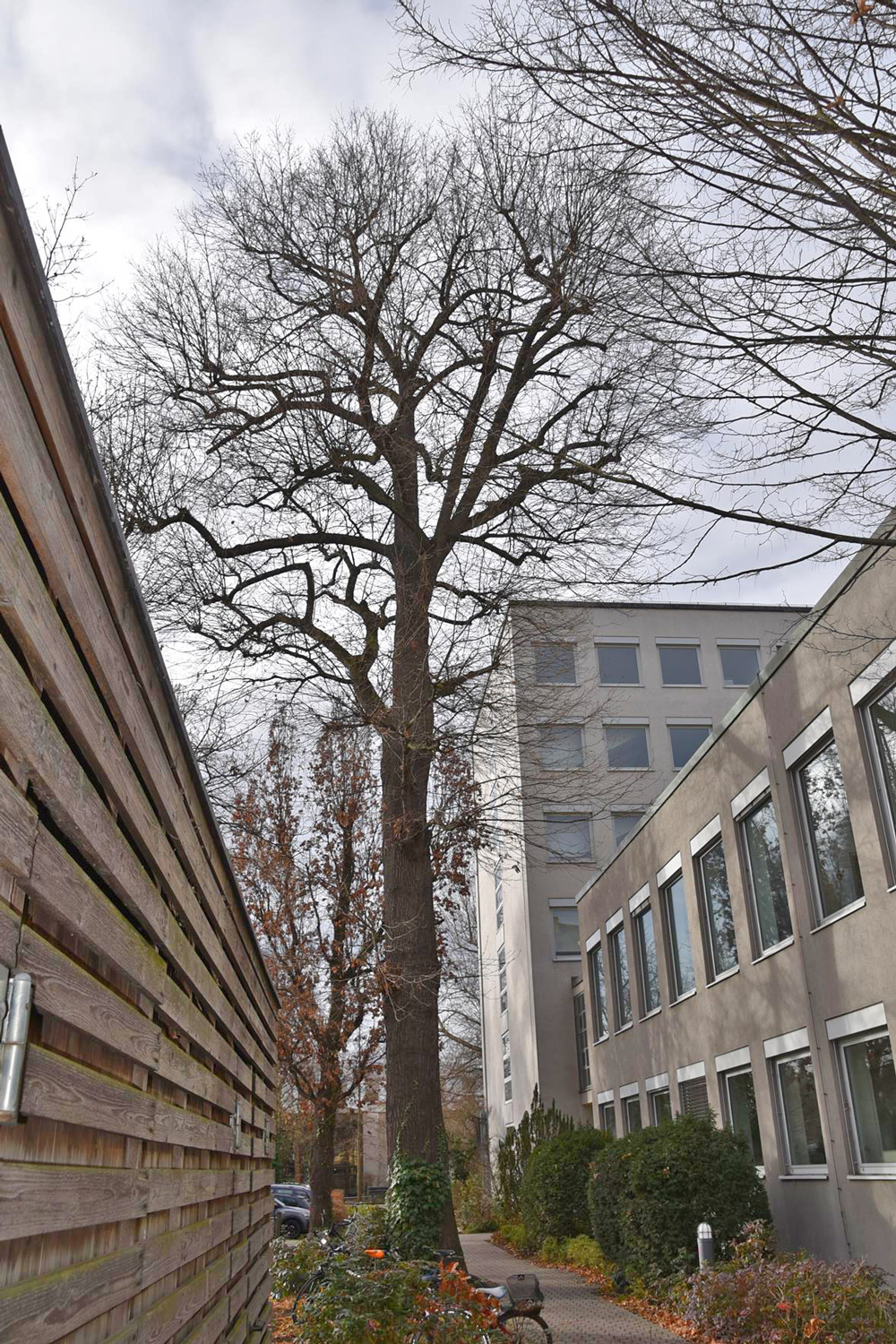 Quercus cerris - Würzburg - Jan. 2025