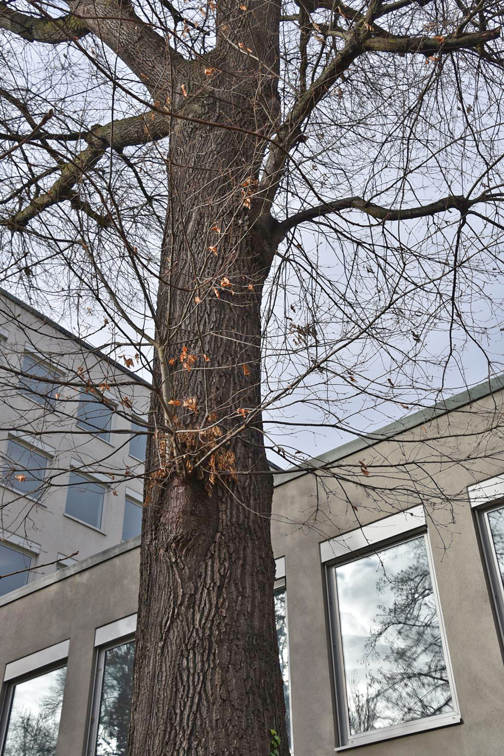 Quercus cerris - Würzburg - Jan. 2025