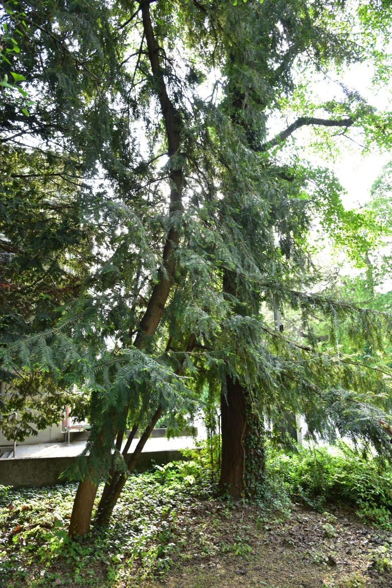 californica Torreya