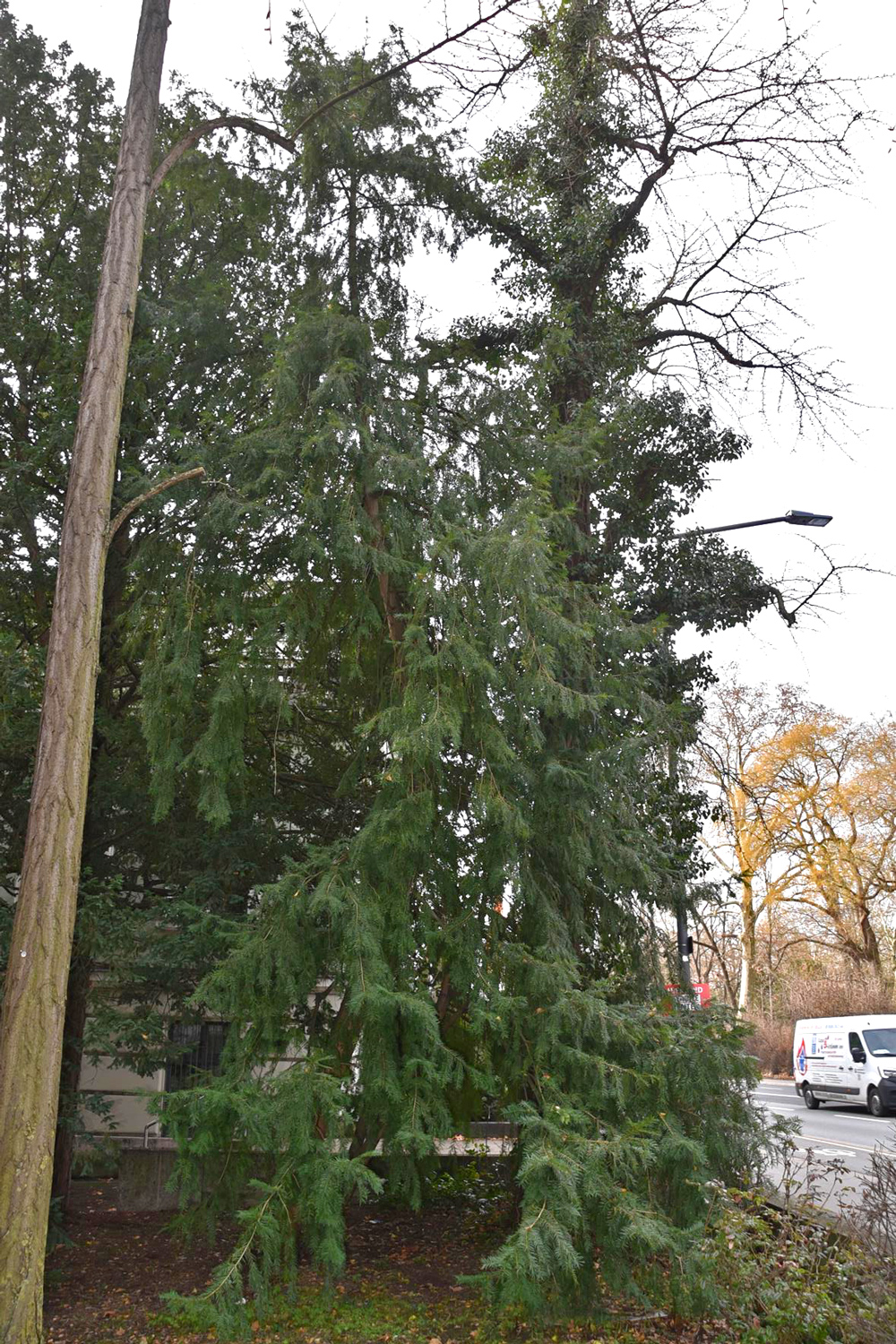 Torreya californica - Würzburg - Jan. 2025