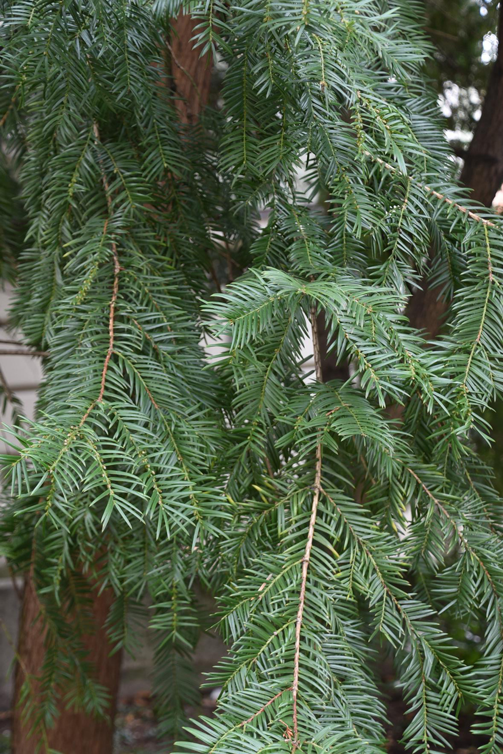 Torreya californica - Würzburg - Jan. 2025
