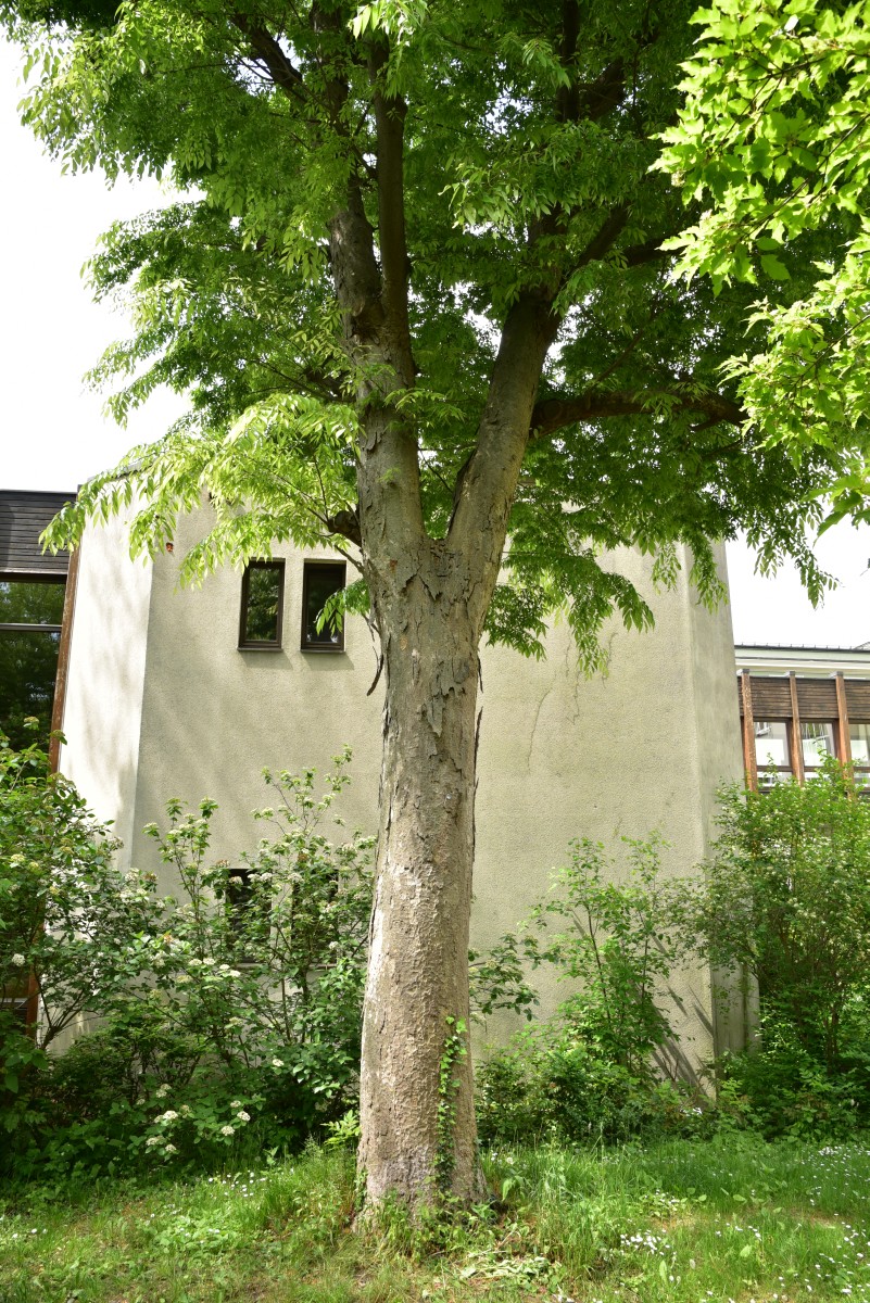 serrata Zelkova