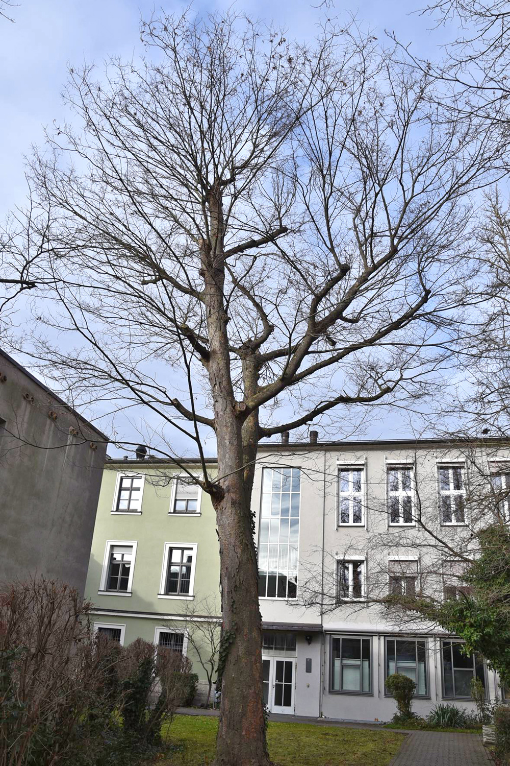 Zelkova serrata - Würzburg - Jan. 2025