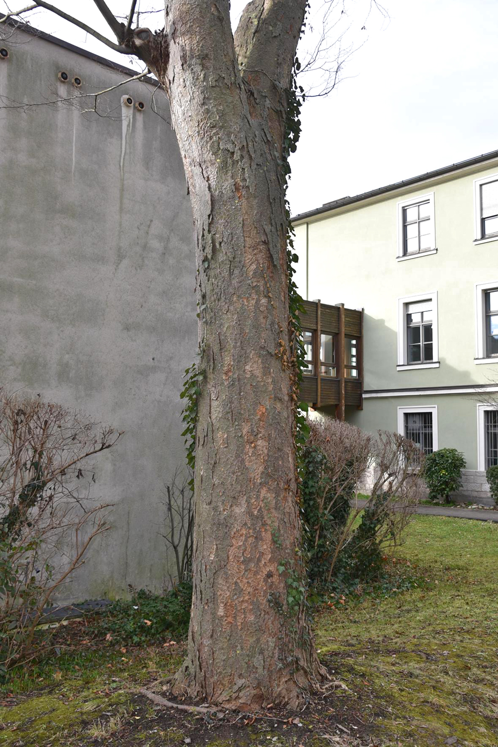 Zelkova serrata - Würzburg - Jan. 2025