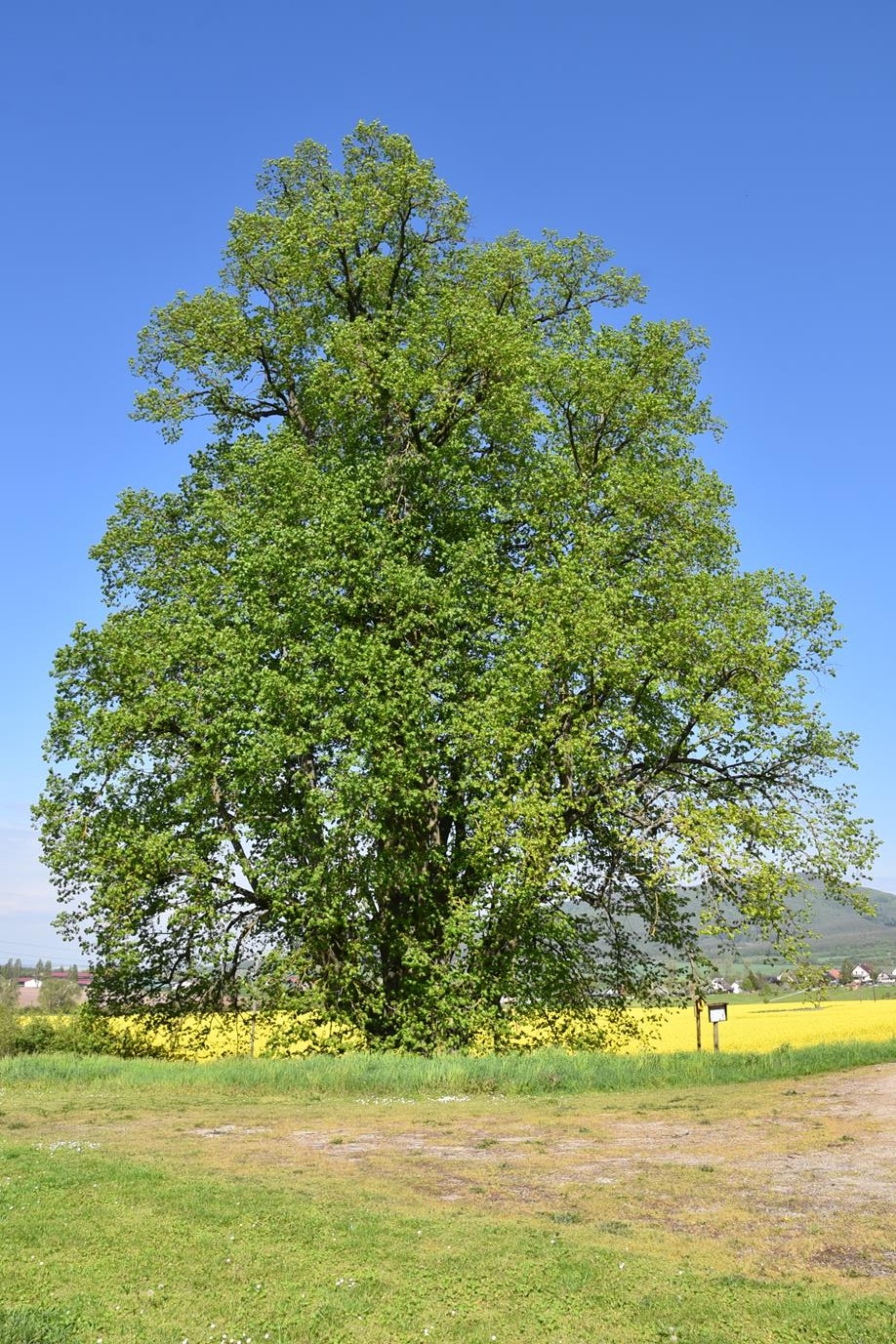 Tilia platyphyllos - Römhild-Gleicherwiesen - Mai 2023