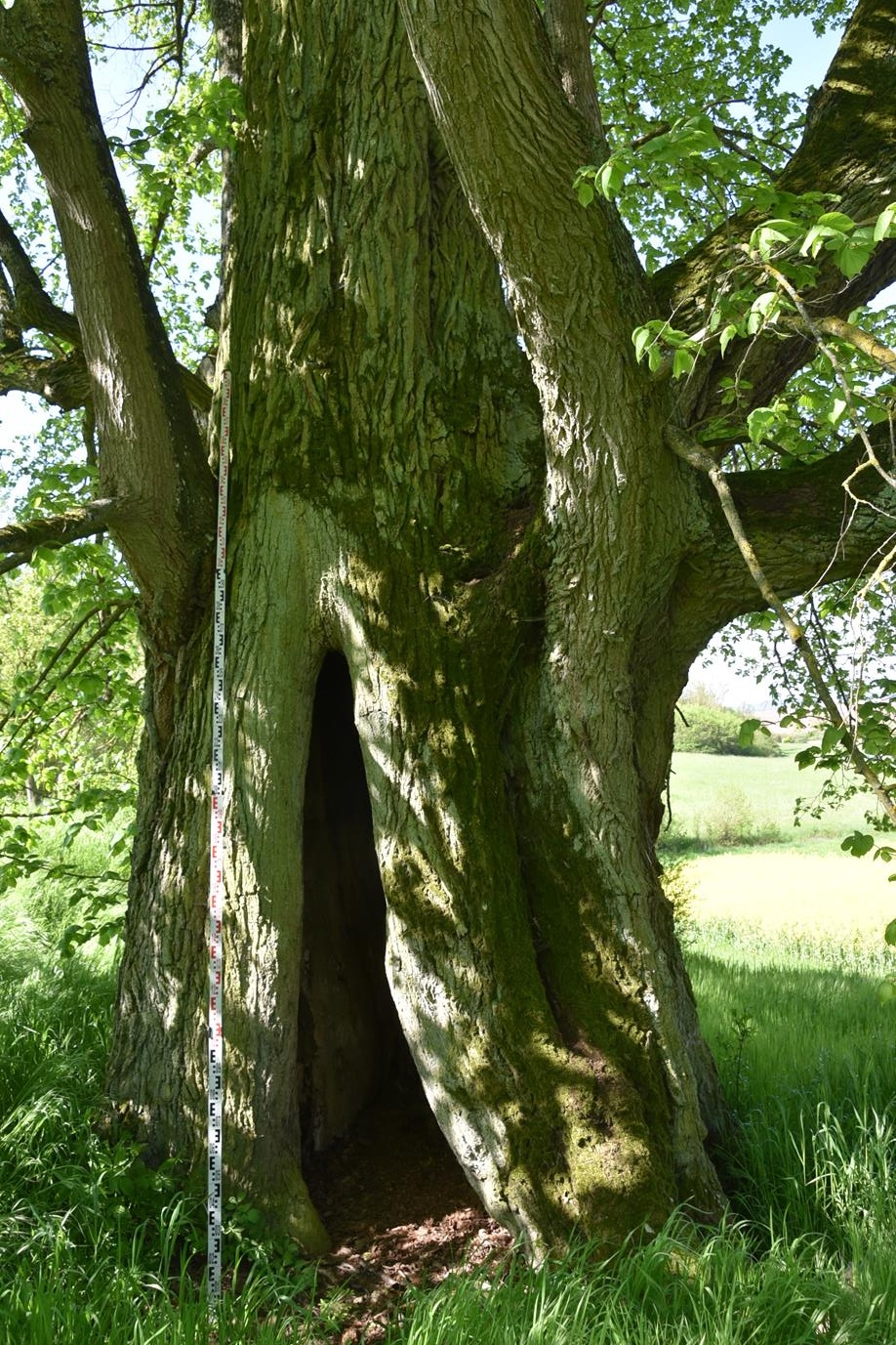 Tilia platyphyllos - Römhild-Gleicherwiesen - Mai 2023