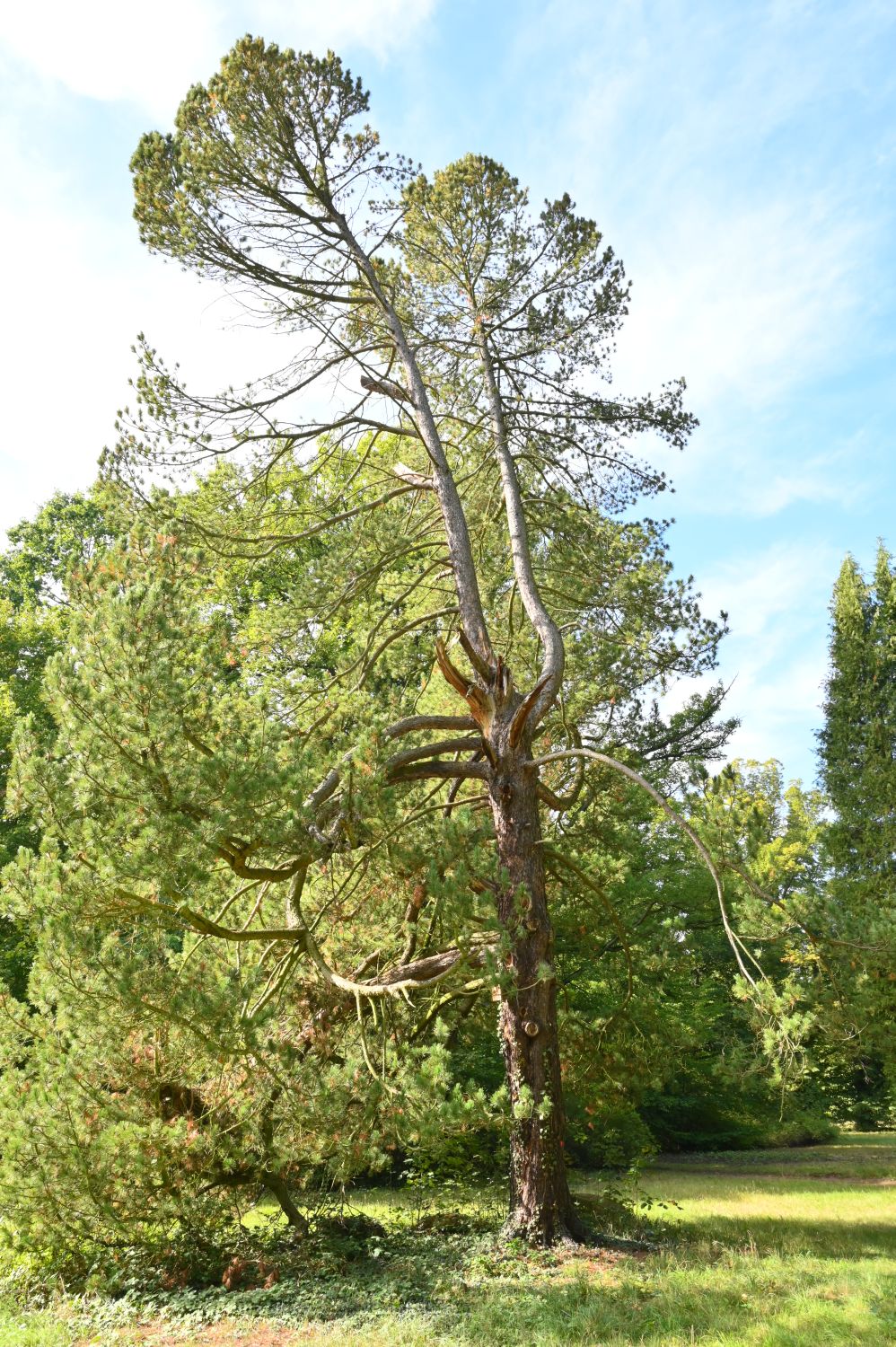 cembra Pinus