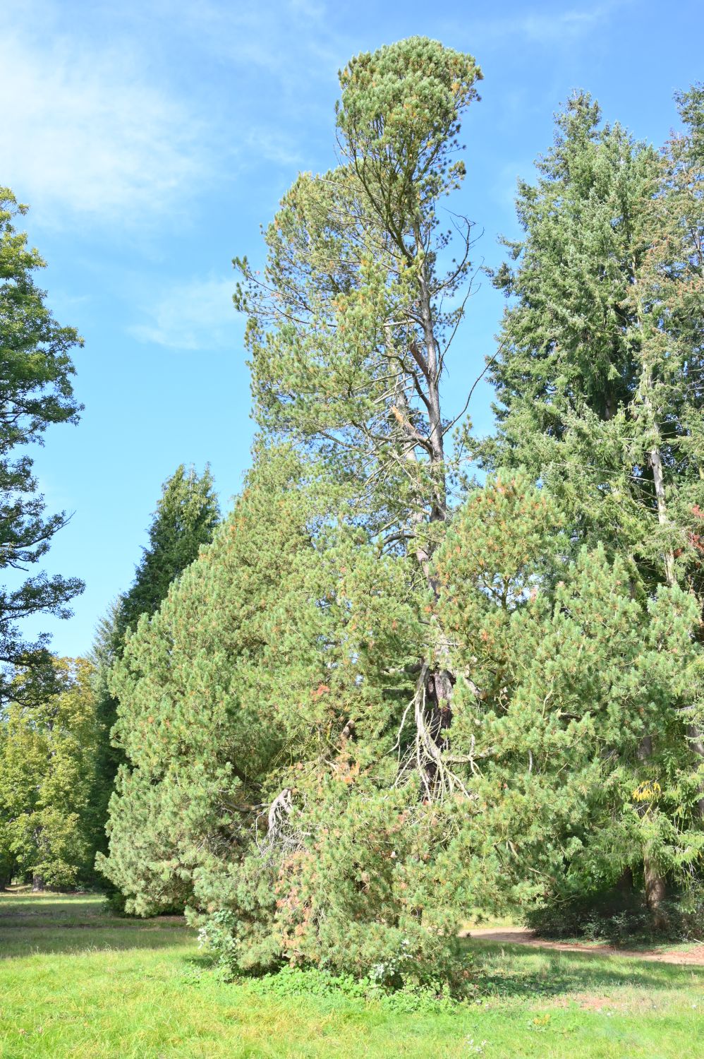 Pinus cembra - Fürstlich Drehna - Oktober 2020