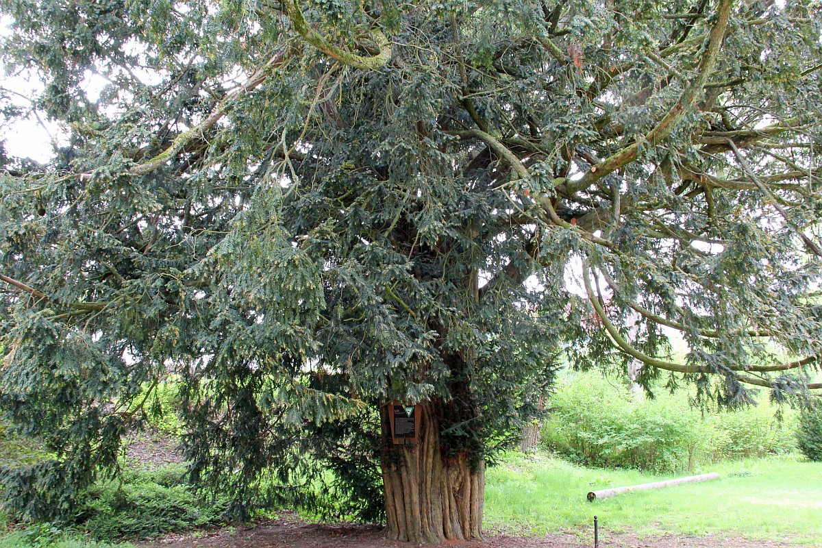 Taxus baccata - Hachenburg