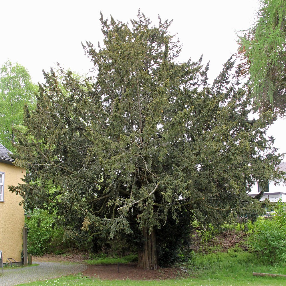 Taxus baccata - Hachenburg