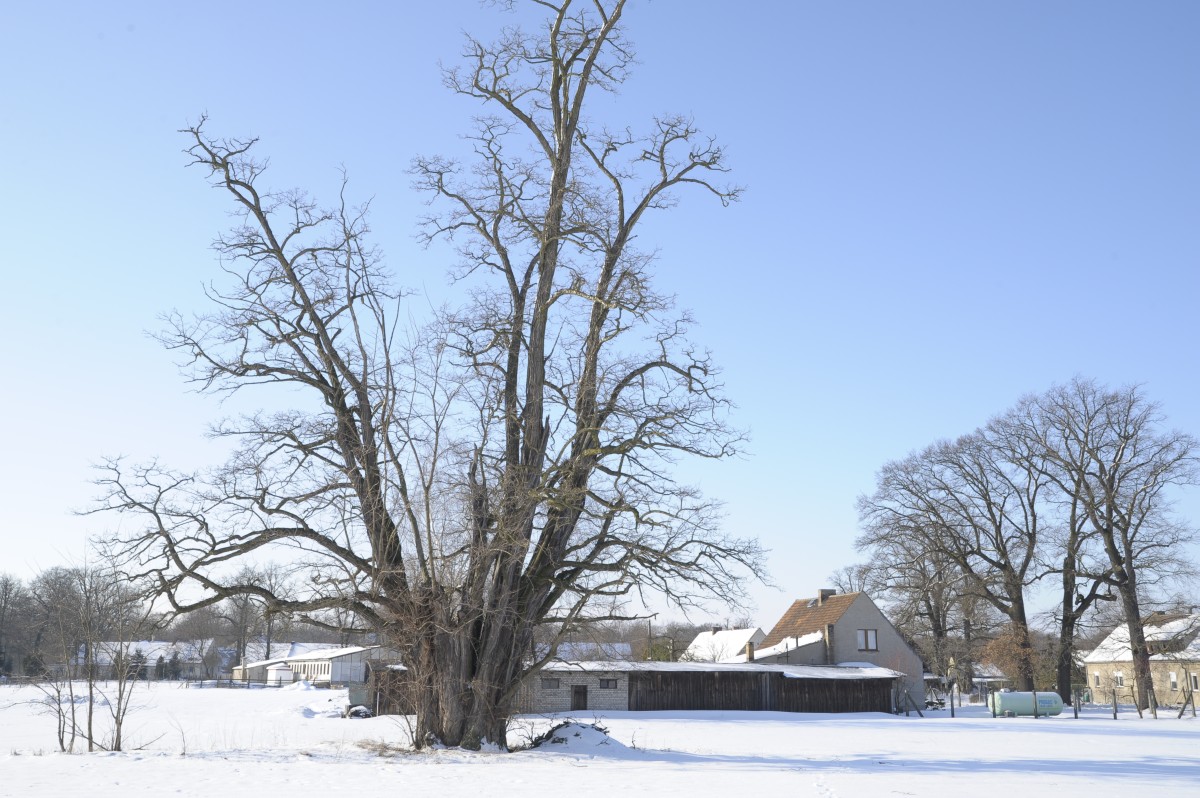 Robinia pseudoacacia - Cottbus-Branitz - 2010