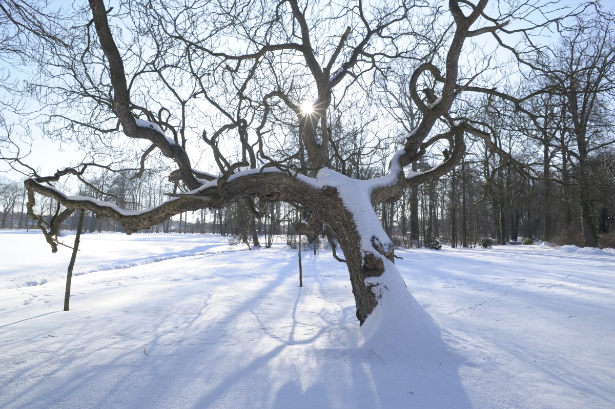 Catalpa bignonioides - Cottbus-Sandow - 2010