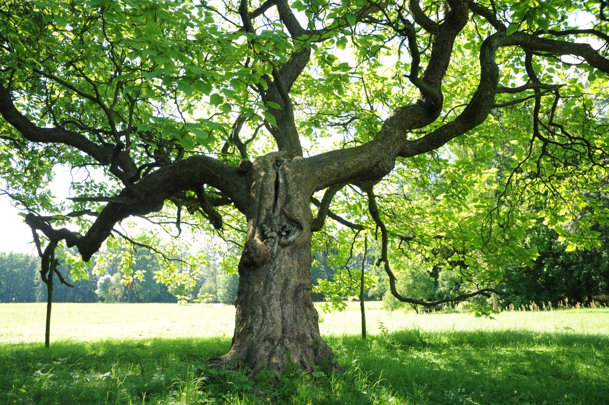 Catalpa bignonioides - Cottbus-Sandow - 2011
