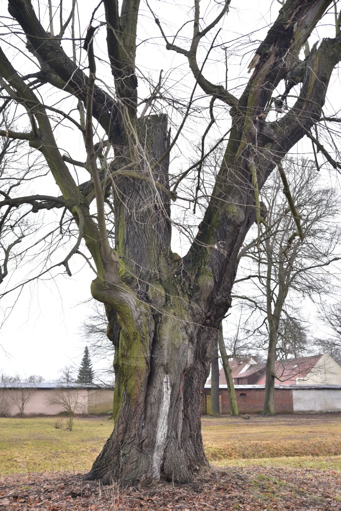Tilia tomentosa