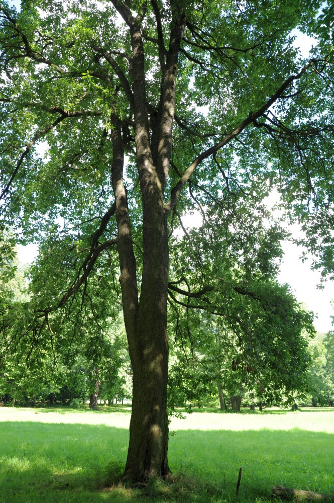 'Mespilifolia' petraea Quercus