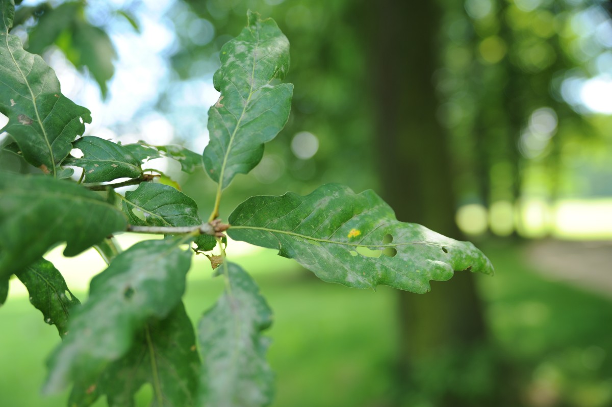 Quercus petraea 'Mespilifolia' - Cottbus-Sandow - 2011