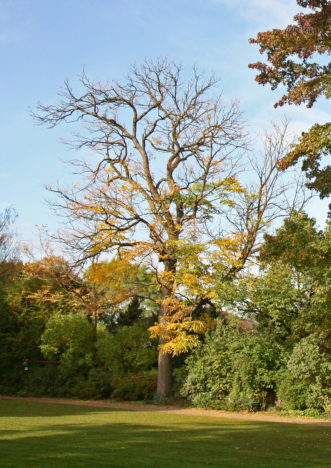 Gymnocladus dioicus - Schlosspark Weinheim - Okt. 2017