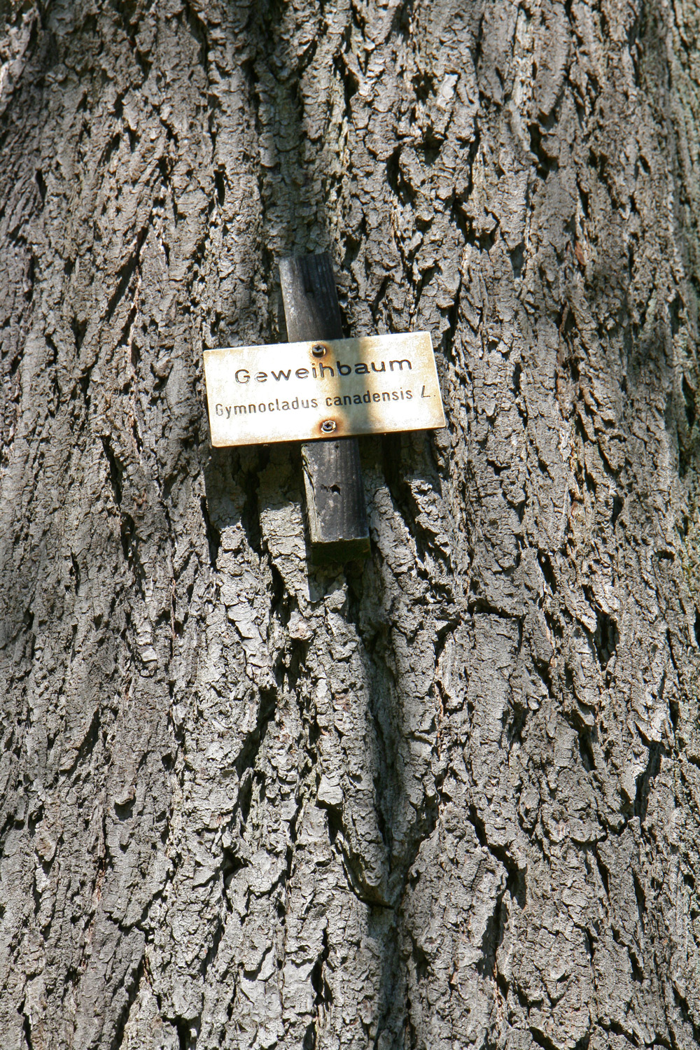 Gymnocladus dioicus - Schlosspark Weinheim - April 2017