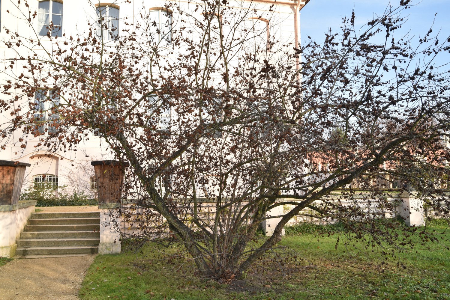 carolina Halesia