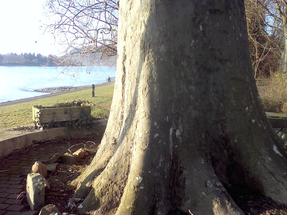 Platanus x hispanica - Linz - 2017