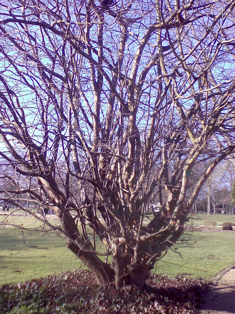 Parrotia persica