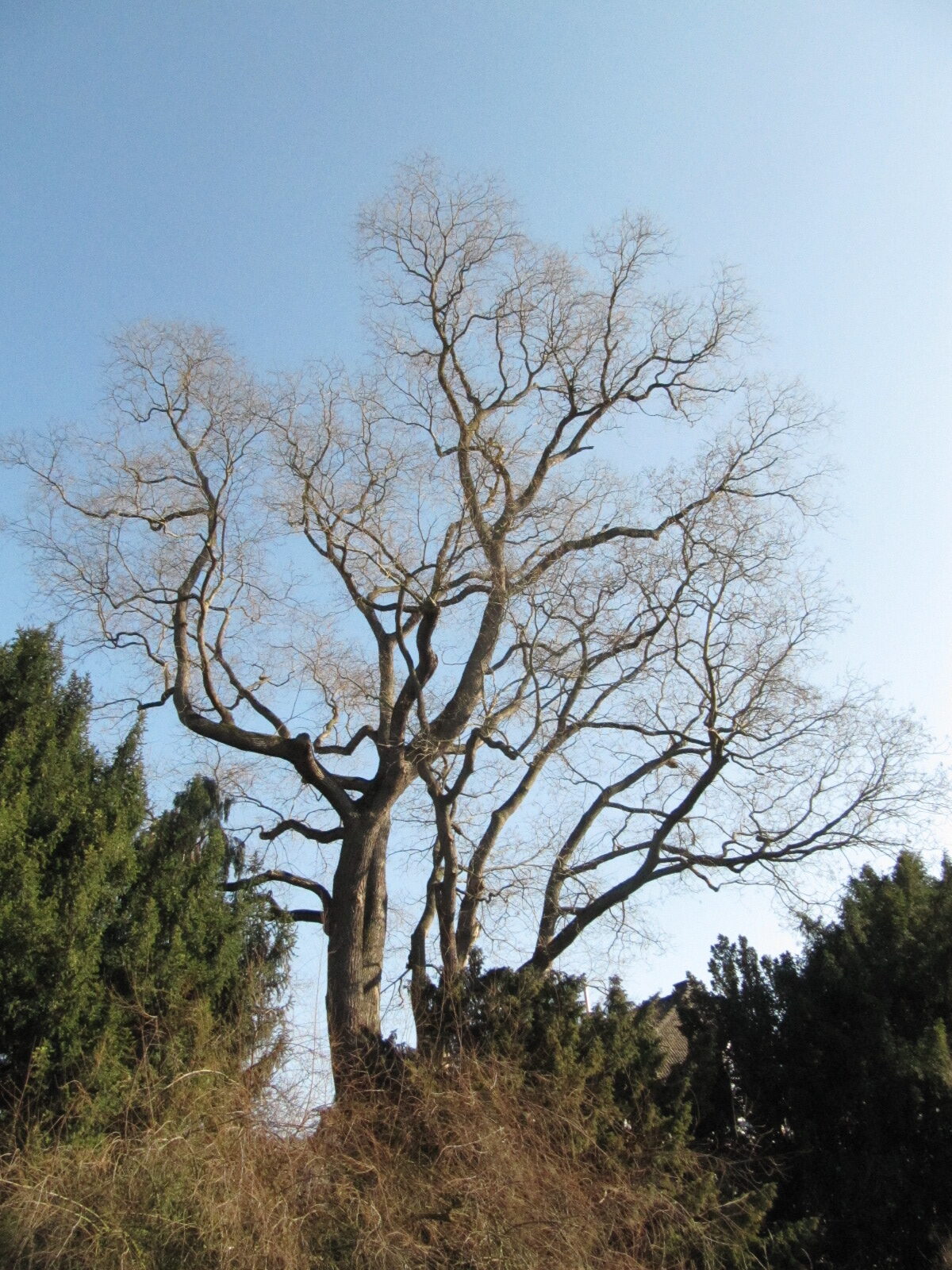 Styphnolobium japonikum - Unkel - Febr. 2023