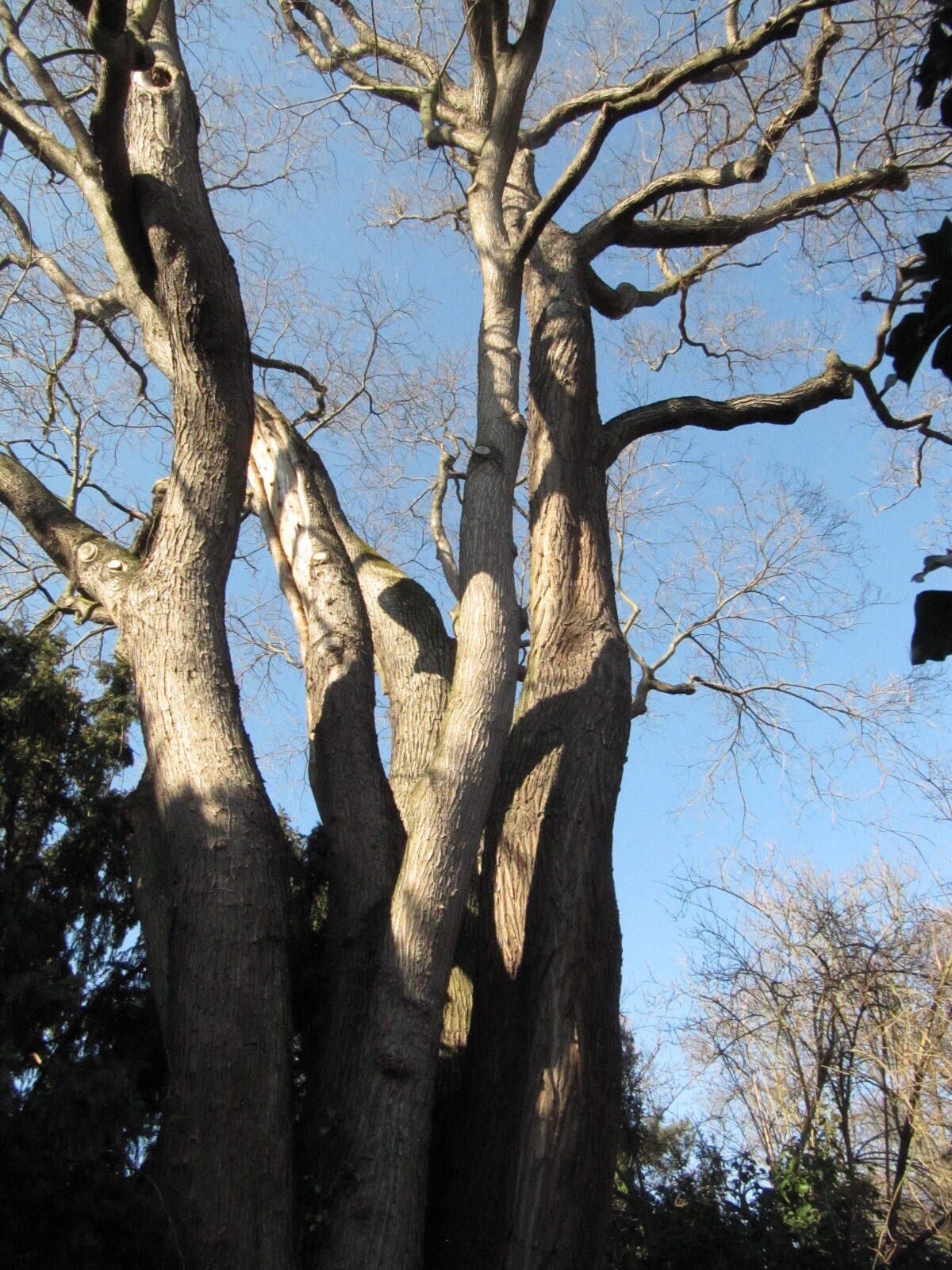 Styphnolobium japonikum - Unkel - Febr. 2023