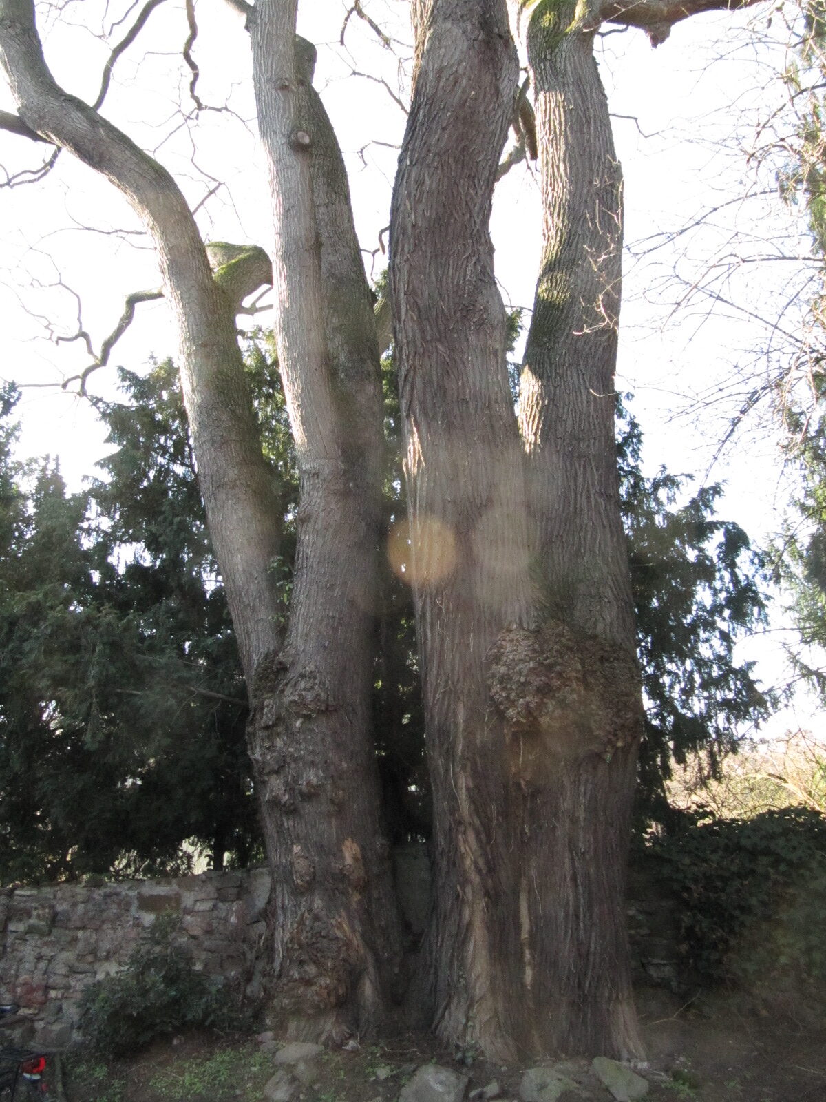 Styphnolobium japonikum - Unkel - Febr. 2023