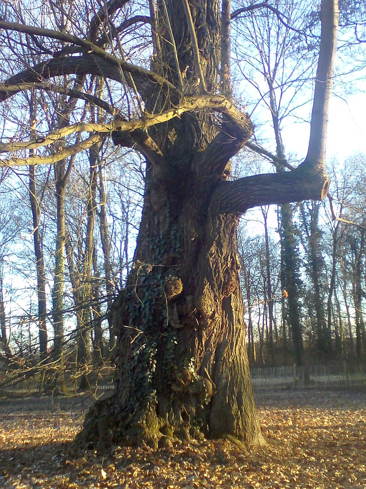 Castanea sativa - Brühl - 2017