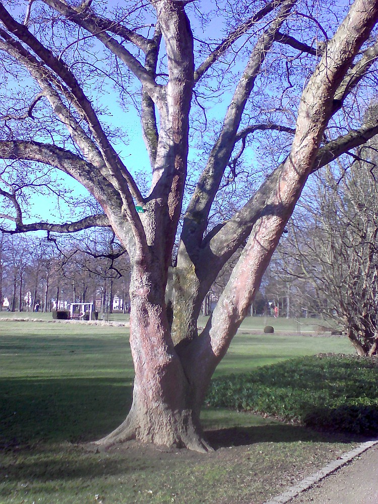 kobus Magnolia
