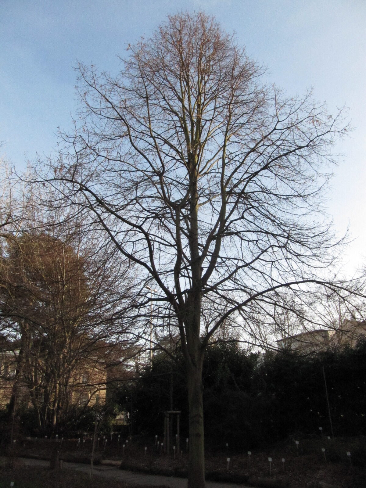 Tilia heterophylla var. michauxi - Bonn - Febr. 2023