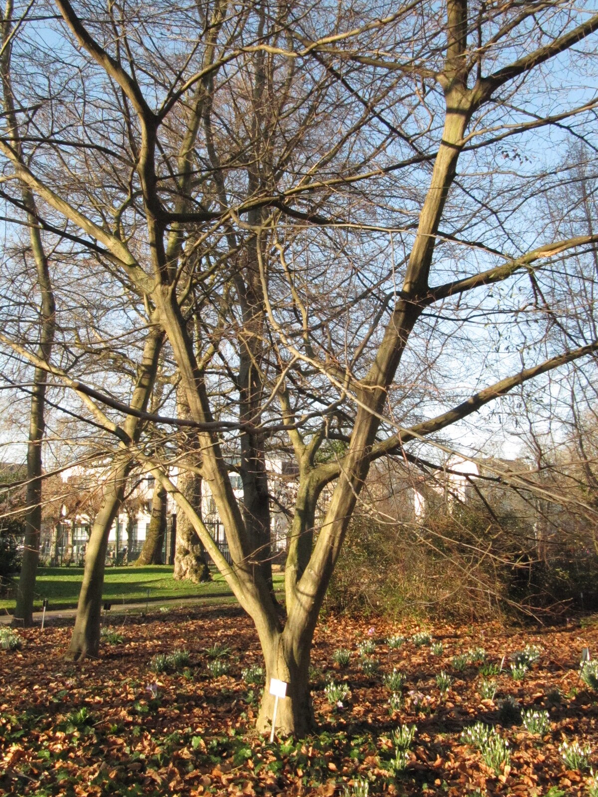 Carpinus henryana - Bonn - Febr. 2023