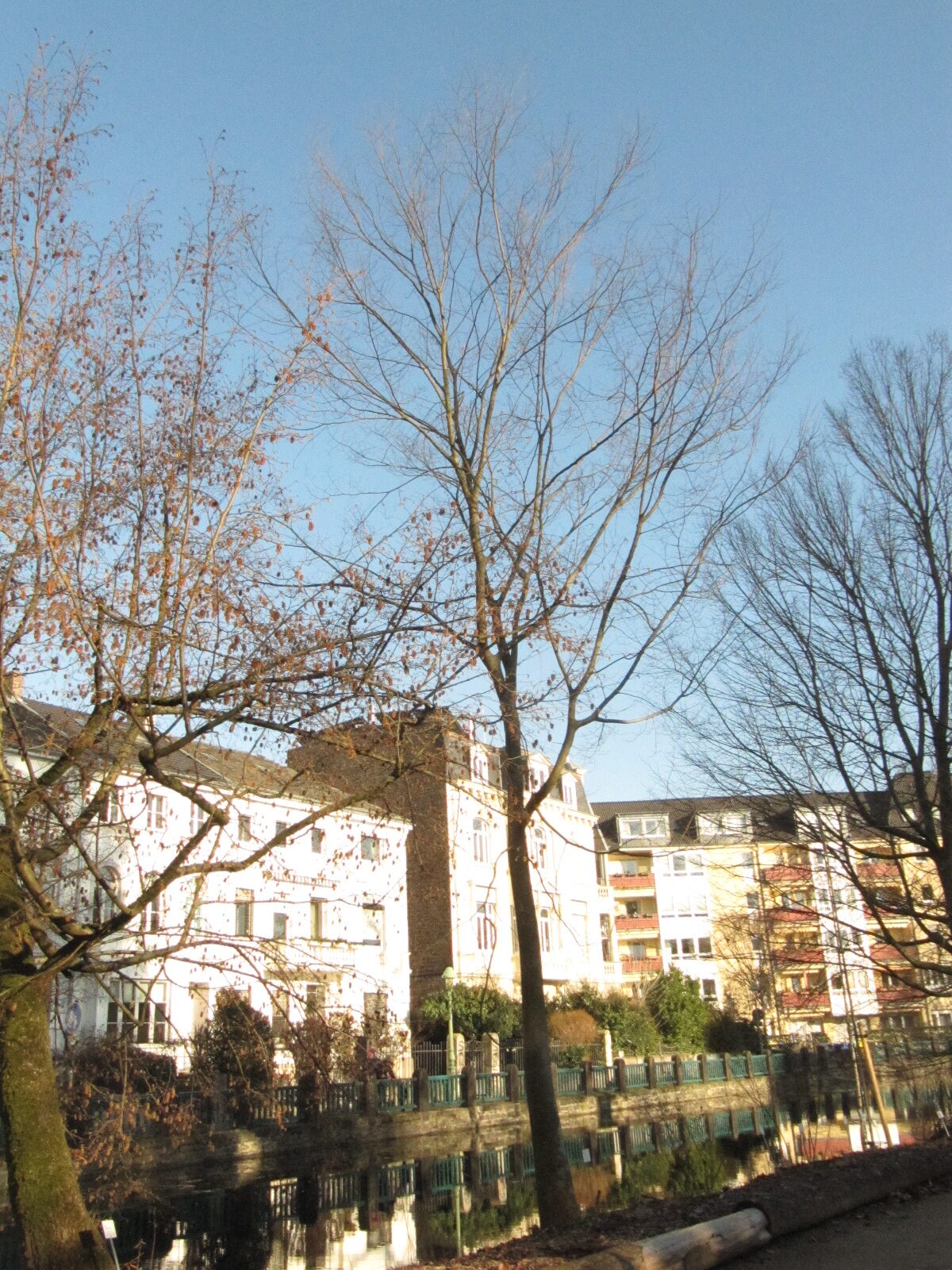 Zelkova sinica - Bonn - Febr. 2023