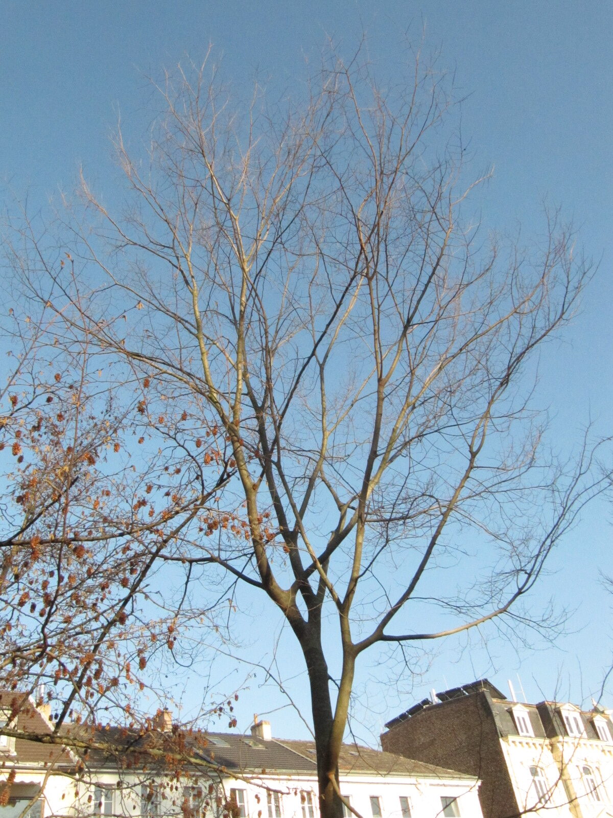 Zelkova sinica - Bonn - Febr. 2023