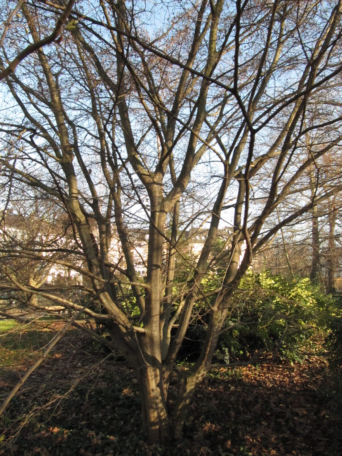 Carpinus turczaninowii - Bonn - Febr. 2023