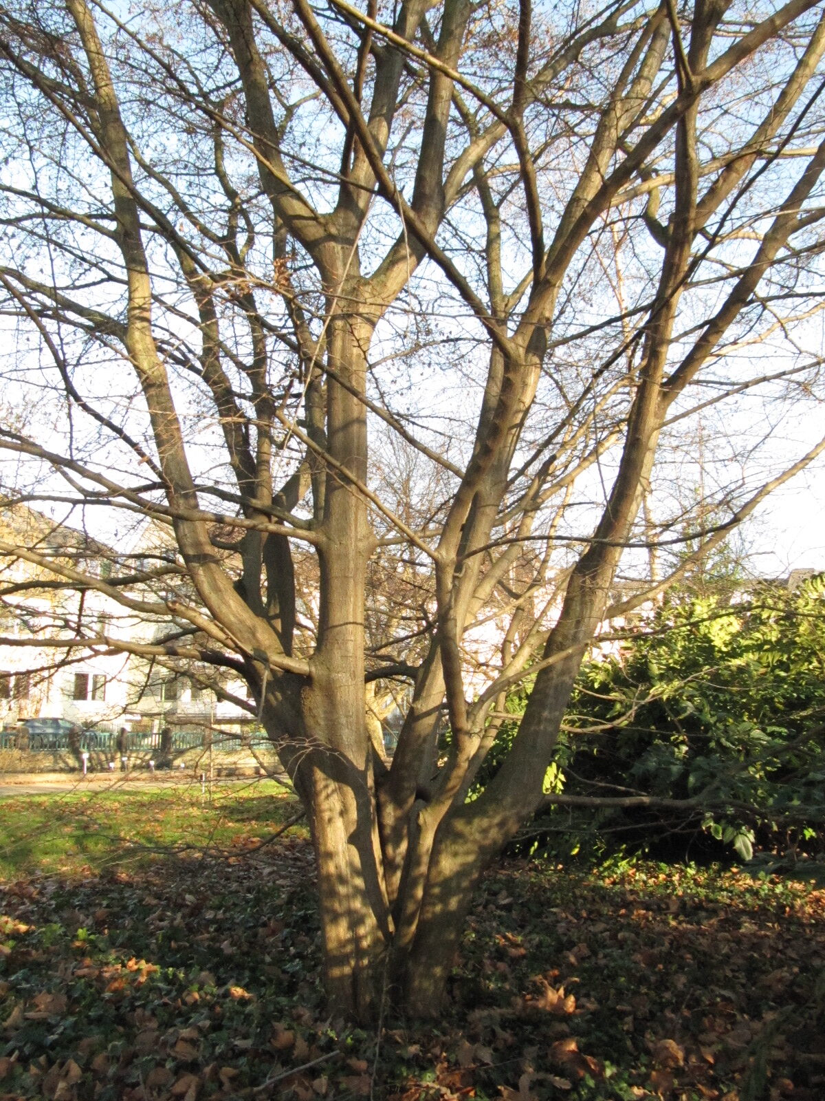Carpinus turczaninowii - Bonn - Febr. 2023