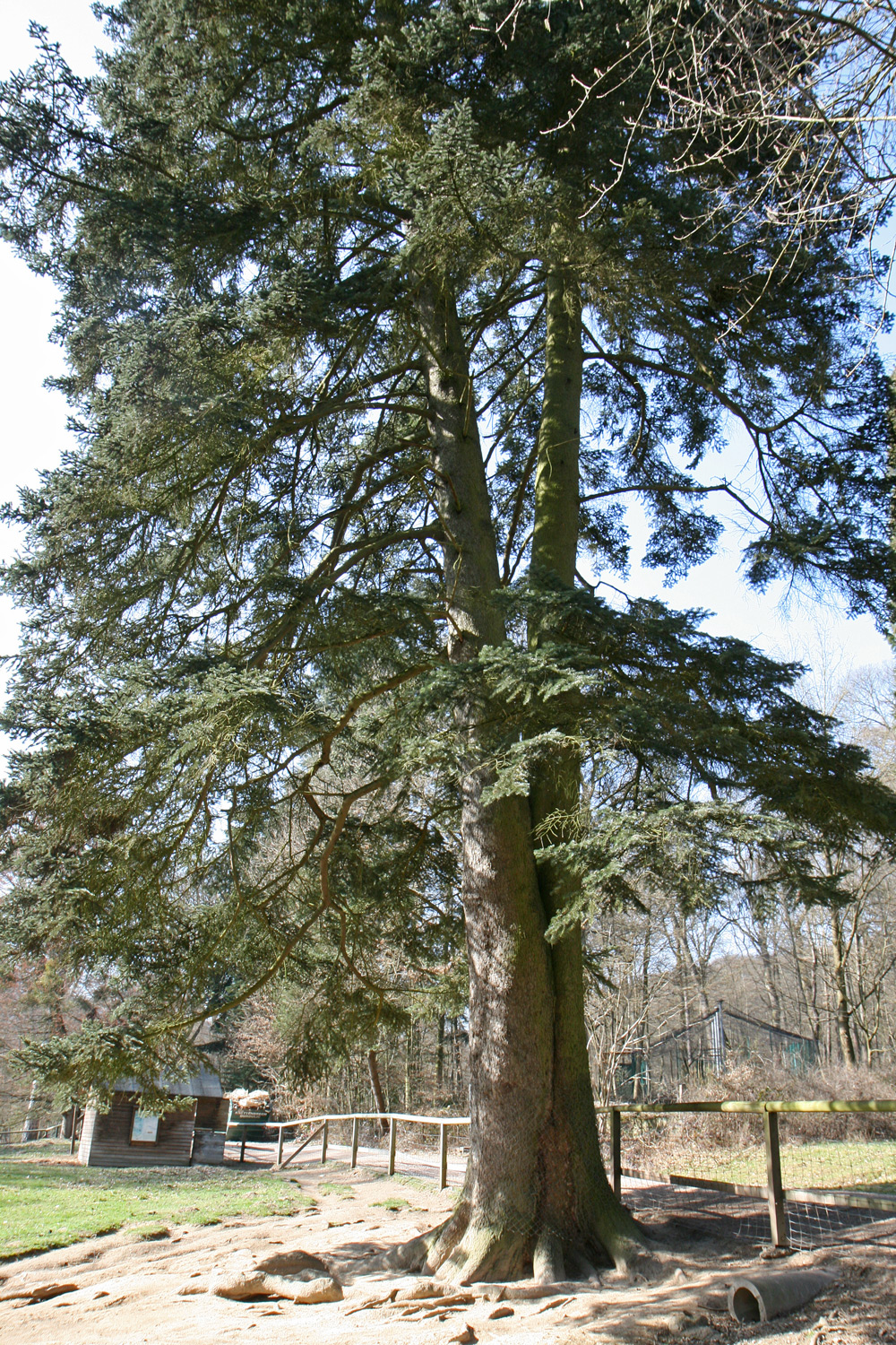 Abies cephalonica - Wiesbaden - März 2017