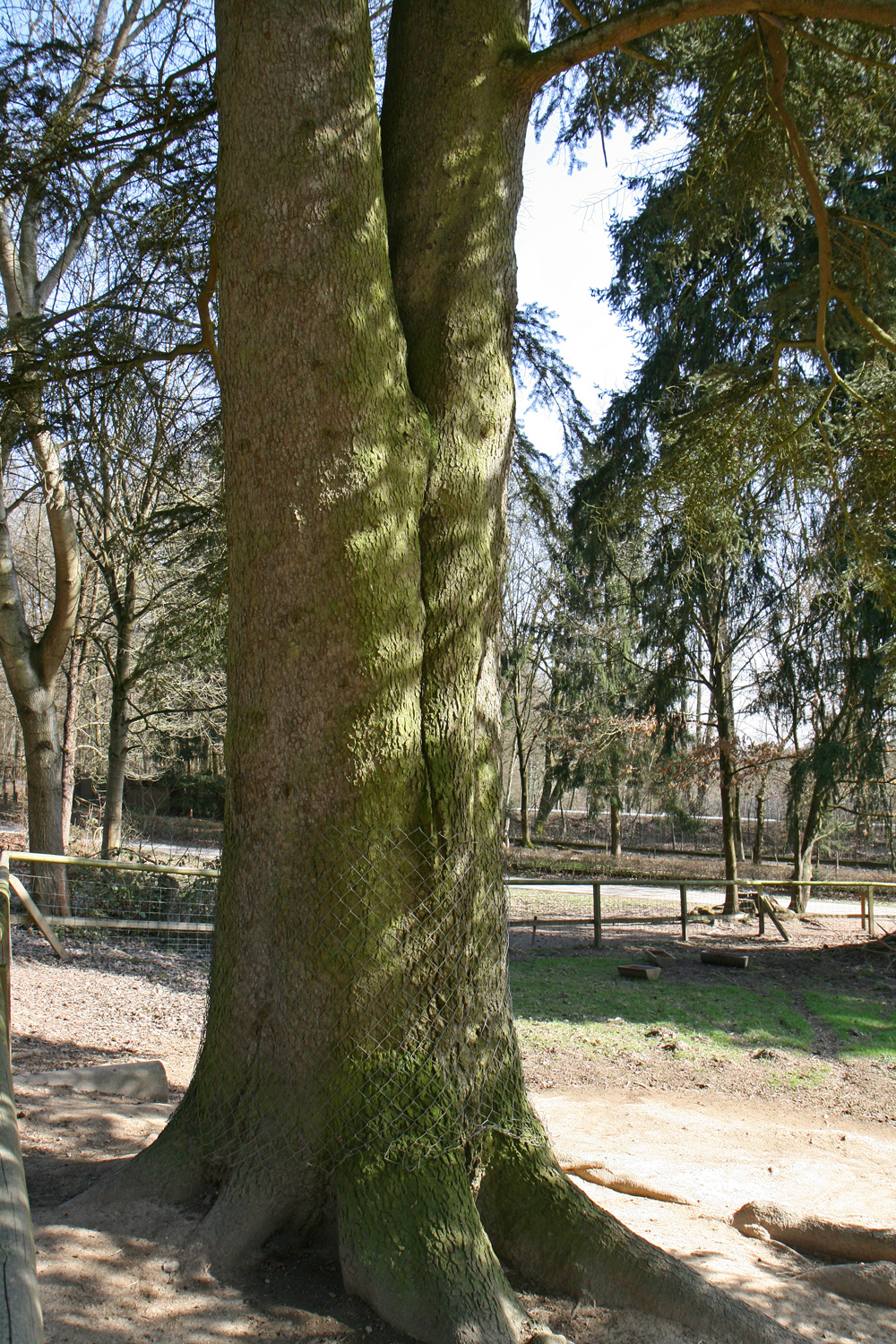 Abies cephalonica - Wiesbaden - März 2017