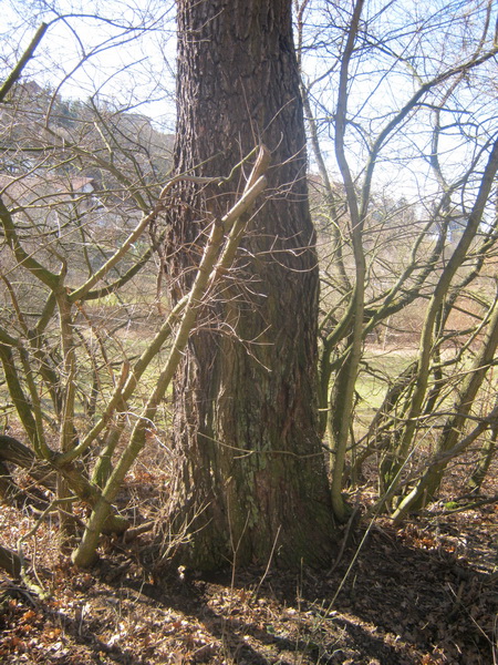 Acer campestre - Eisenberg - Februar 2017